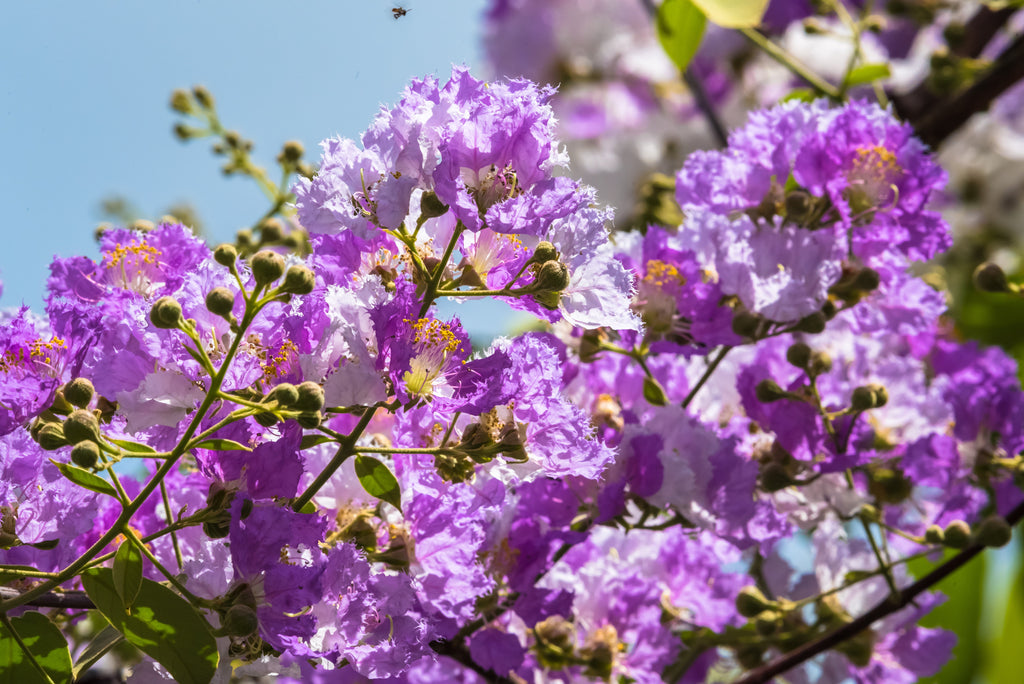1000 Bulk CREPE MYRTLE Mixed Colors Lagerstroemia Indica Mix Tree Shrub Flower Seeds - Red, Purple, Light Pink, Dark Pink, White, & Lilac