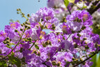 1000 Bulk CREPE MYRTLE Mixed Colors Lagerstroemia Indica Mix Tree Shrub Flower Seeds - Red, Purple, Light Pink, Dark Pink, White, & Lilac