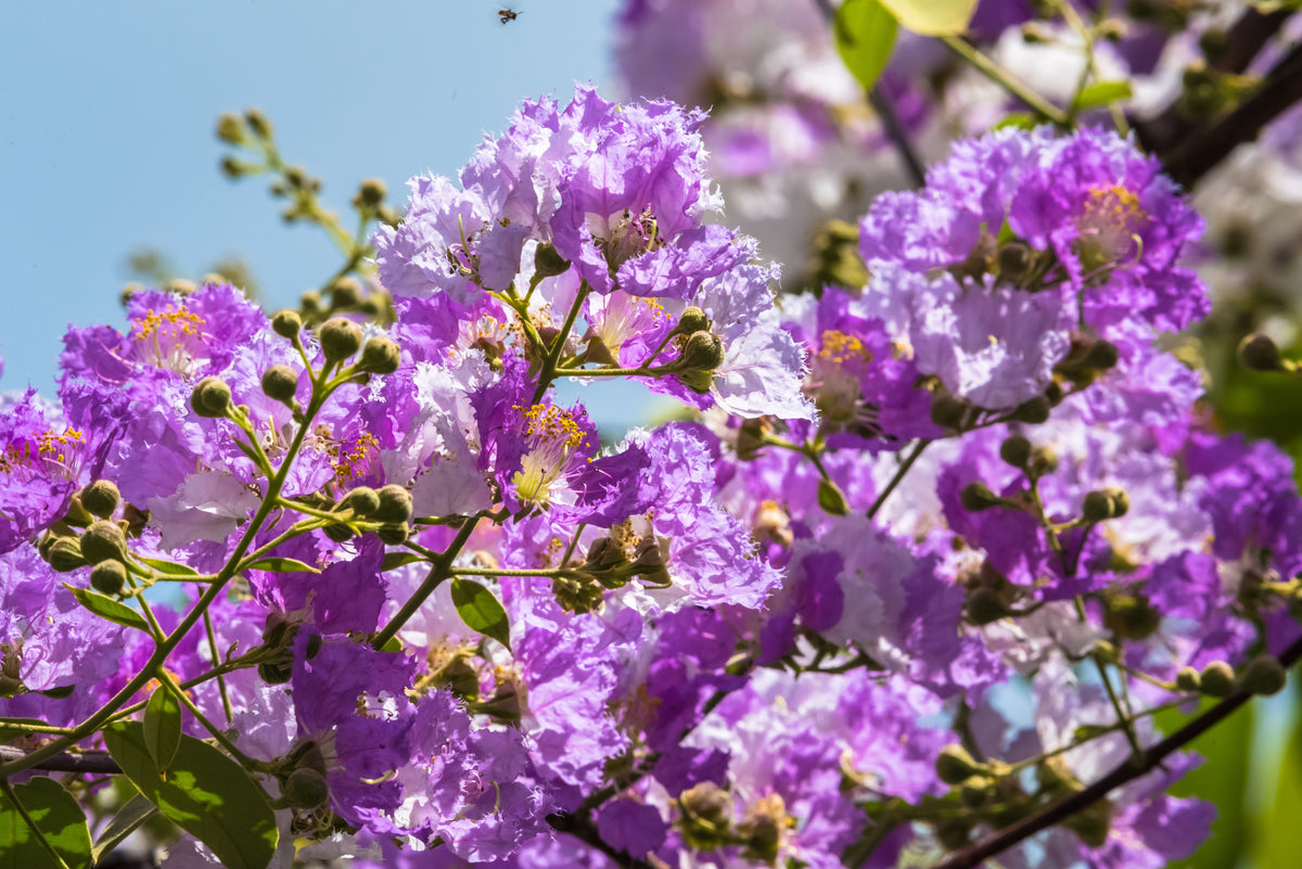 1000 Bulk CREPE MYRTLE Mixed Colors Lagerstroemia Indica Mix Tree Shrub Flower Seeds - Red, Purple, Light Pink, Dark Pink, White, & Lilac