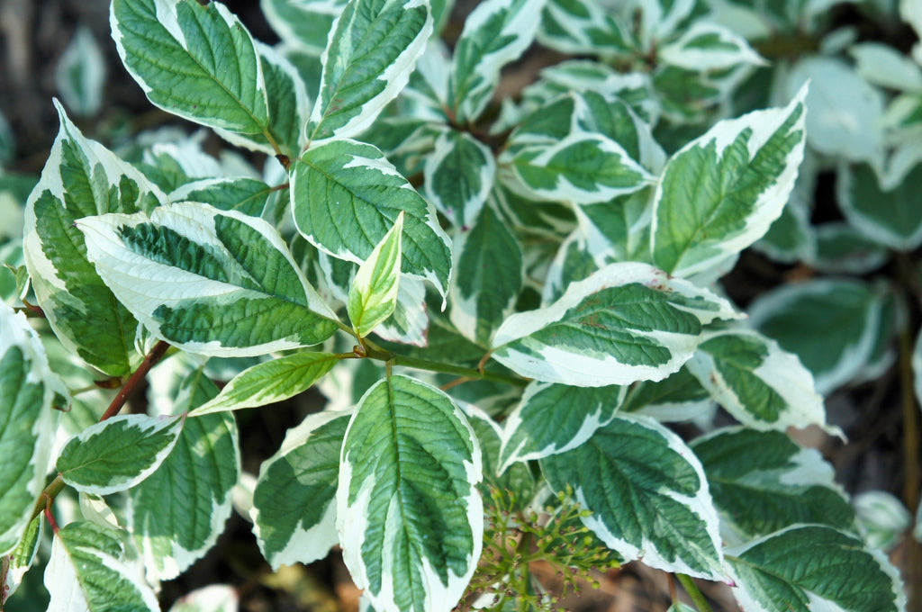 25 FIRE and ICE DOGWOOD Cornus Alba Shrub Tree Variegated Red Bark White Berry & Flower Seeds