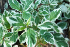 25 FIRE and ICE DOGWOOD Cornus Alba Shrub Tree Variegated Red Bark White Berry & Flower Seeds