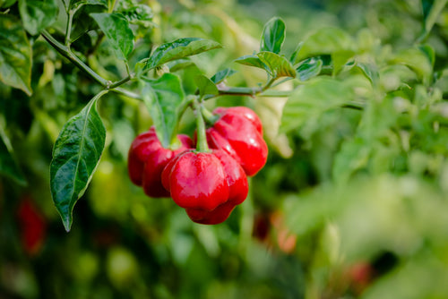 40 Red JAMAICAN HOT PEPPER Capsicum Annuum Scotch Bonnet Vegetable Seeds