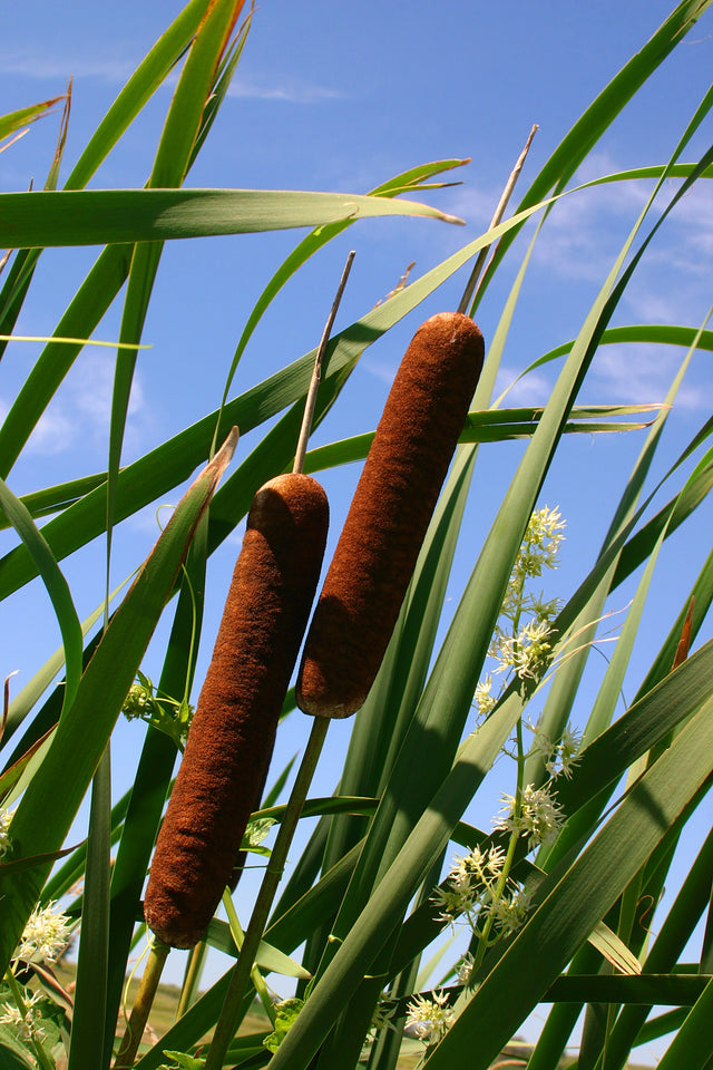 cat tail plant seeds 50 CATTAILS Cat Tails Typha Latifolia Water Pond Grass Flower Seeds – The Pepper Pantry