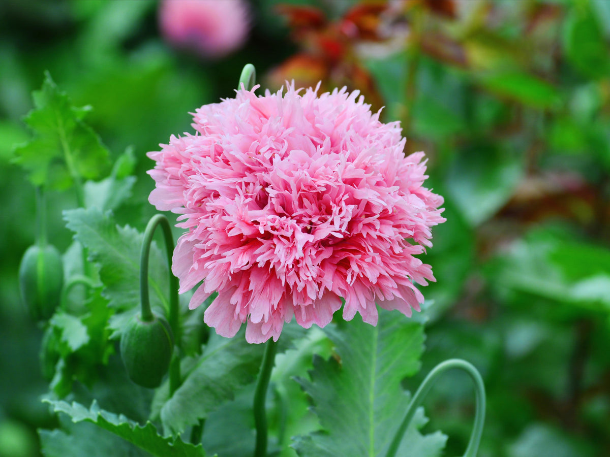 250 Bombast ROSE PEONY POPPY Papaver Peoniflorum Flower Seeds