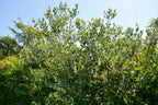 10 PINEAPPLE GUAVA Fruit Acca Guavasteen Brazilian or Fig Guava Feijoa Sellowiana Pink Red Flower Tree Shrub Seeds