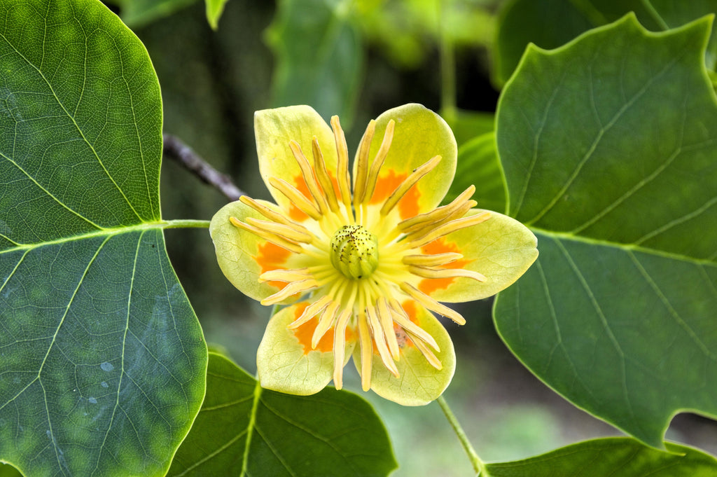 15 TULIP POPLAR TREE Yellow Flower Liriodendron Tulipifera Whitewood Seeds