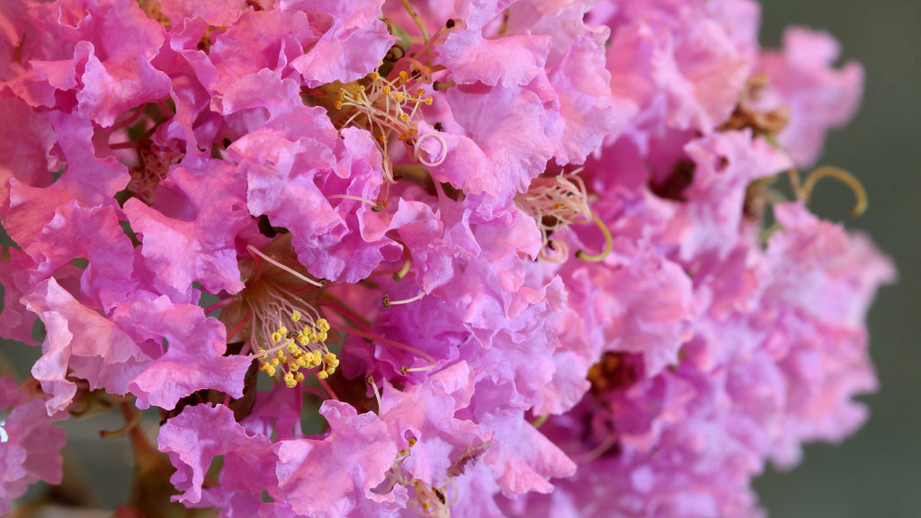 35 Light PINK CREPE MYRTLE Crape Tree Shrub Lagerstroemia Indica Flower Seeds