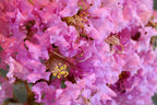 1000 Bulk CREPE MYRTLE Mixed Colors Lagerstroemia Indica Mix Tree Shrub Flower Seeds - Red, Purple, Light Pink, Dark Pink, White, & Lilac