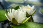 10 WHITE WATER LILY / Lily Pad / Sacred Asian Water Lotus Nymphaea Ampla Flower Seeds
