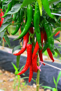 25 Organic KOREAN Dark GREEN PEPPER Lady Han Hot Chili Long Red Capsicum Annuum Seeds