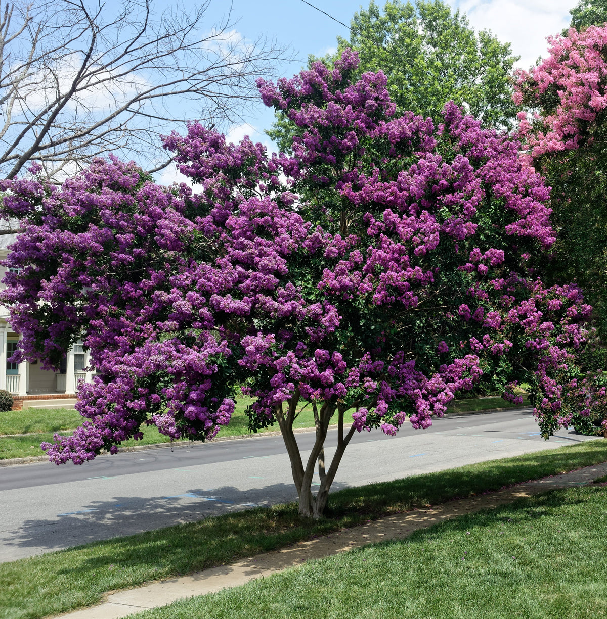 1000 Bulk CREPE MYRTLE Mixed Colors Lagerstroemia Indica Mix Tree Shrub Flower Seeds - Red, Purple, Light Pink, Dark Pink, White, & Lilac
