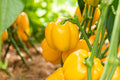 100 CANARY BELL PEPPER Sweet Yellow Capsicum Annuum Vegetable Seeds