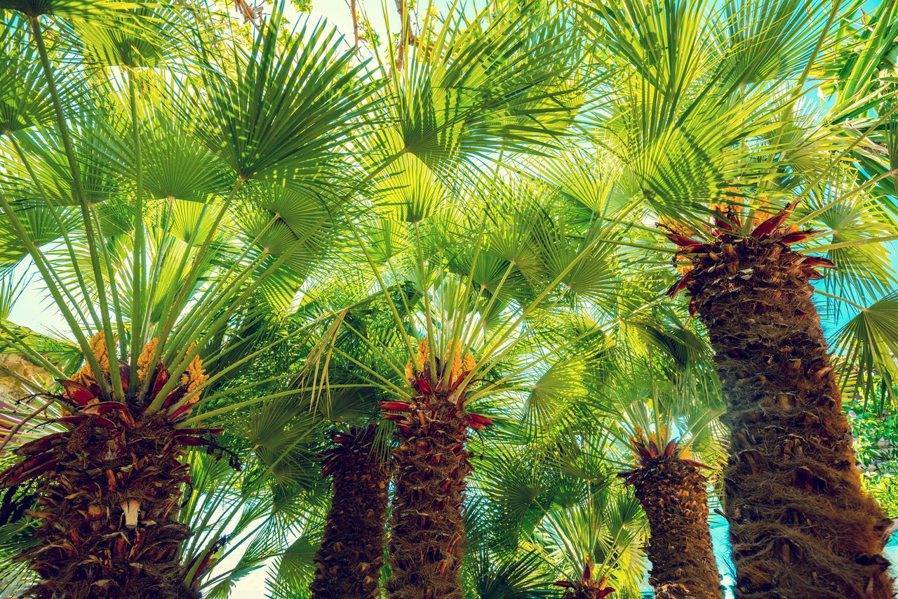 miniature palm tree plant 5 MEDITERRANEAN FAN PALM European Dwarf Tree Shrub Chamaerops Humilis Seeds