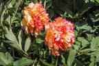 10 TREE PEONY Mountain Paeony Paeonia Suffruticosa Arborea Mixed Colors Red Pink White Purple Yellow Bicolor Flower Shrub Seeds