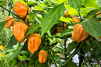 50 Hot ORANGE HABANERO PEPPER Capsicum Chinense Vegetable Seeds