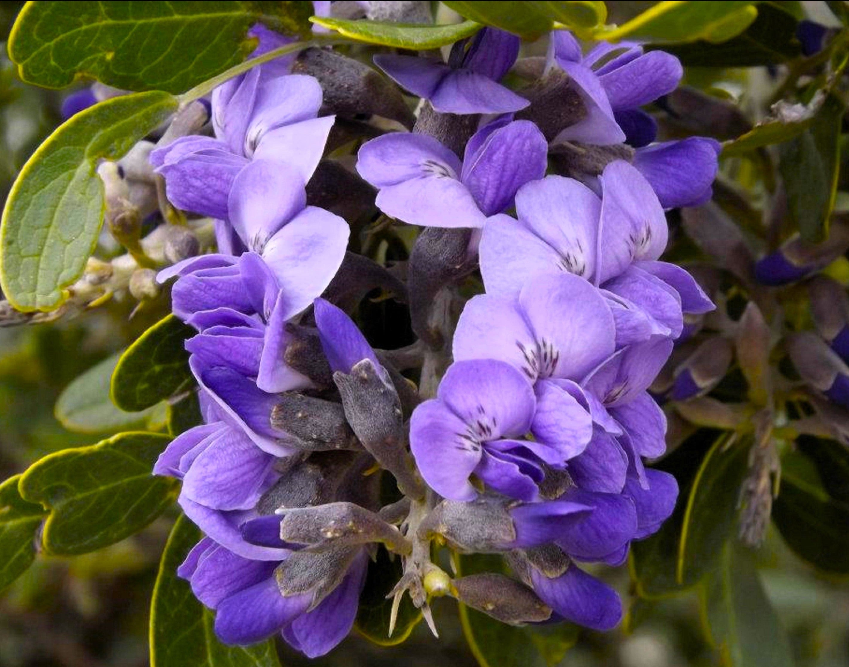 10 TEXAS Mountain LAUREL Sophora Secundiflora Mescal Tree Purple