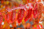 25 SIBERIAN MAPLE TREE Acer Ginnala Seeds - Red Fall Foliage