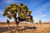 5 JOSHUA TREE Palm Tree Yucca Brevifolia White Flowers Cactus Succulent Seeds