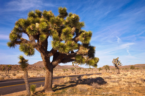 is joshua tree a succulent 5 JOSHUA Tree Palm Tree Yucca Brevifolia White Flowers Cactus Succulent Seeds