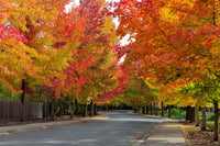 50 AMERICAN SWEETGUM Liquidambar Styraciflua Storax Alligator Sweet Gum Tree Seeds - Great Fall Color! Red Yellow Orange Purple