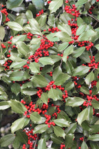 40 AMERICAN HOLLY Ilex Opaca Tree Shrub Evergreen Red Berry Seeds - aka White Holly, Prickly Holly, Christmas Holly, Yule Holly