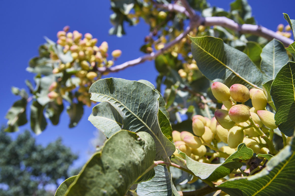 5 PISTACHIO NUT TREE Pistacia Vera Fruit Red Flowers Seeds