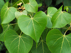 10 PORTIA TREE Yellow Pink Purple Flowers Change Color Pacific Rosewood Tulip Thespesia Populnea Seeds