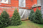 20 FRASER FIR Tree Abies Fraseri Christmas Tree Southern Balsam Fir Native Evergreen Seeds