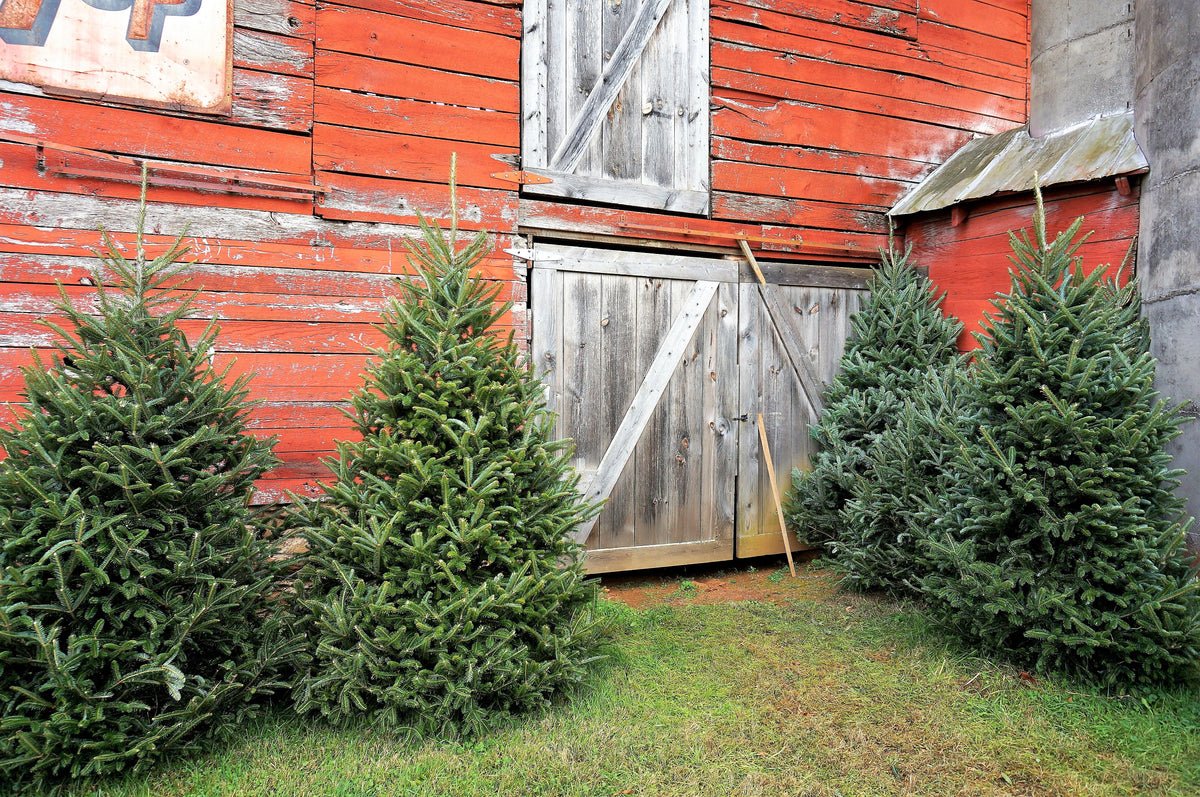 20 FRASER FIR Tree Abies Fraseri Christmas Tree Southern Balsam Fir Native Evergreen Seeds
