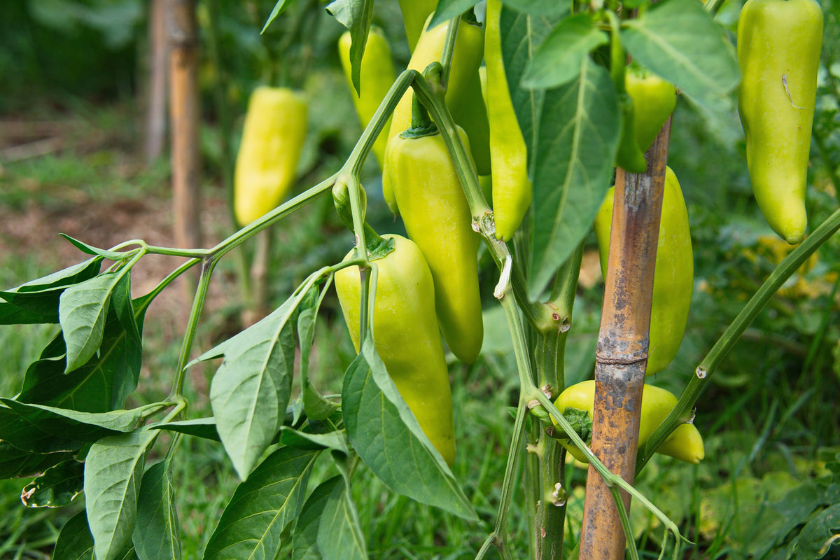 200 HEIRLOOM BANANA Pepper Sweet Yellow Hungarian Capsicum Annuum Vegetable Seed