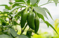 400 EARLY JALAPENO PEPPER Green Medium Hot Capsicum Annuum Mexican Chili Vegetable Seeds