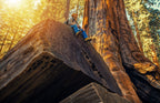 40 GIANT SEQUOIA Sequoiadendron Giganteum Sierra Redwood Tree Seeds