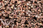 25 JAPANESE RAISIN TREE Edible Fruit Oriental Honey Flowers Hovenia Dulcis Seeds