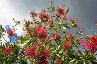 10 PINEAPPLE GUAVA Fruit Acca Guavasteen Brazilian or Fig Guava Feijoa Sellowiana Pink Red Flower Tree Shrub Seeds