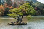 10 Japanese BLACK PINE TREE Evergreen Pinus Thunbergii Seeds