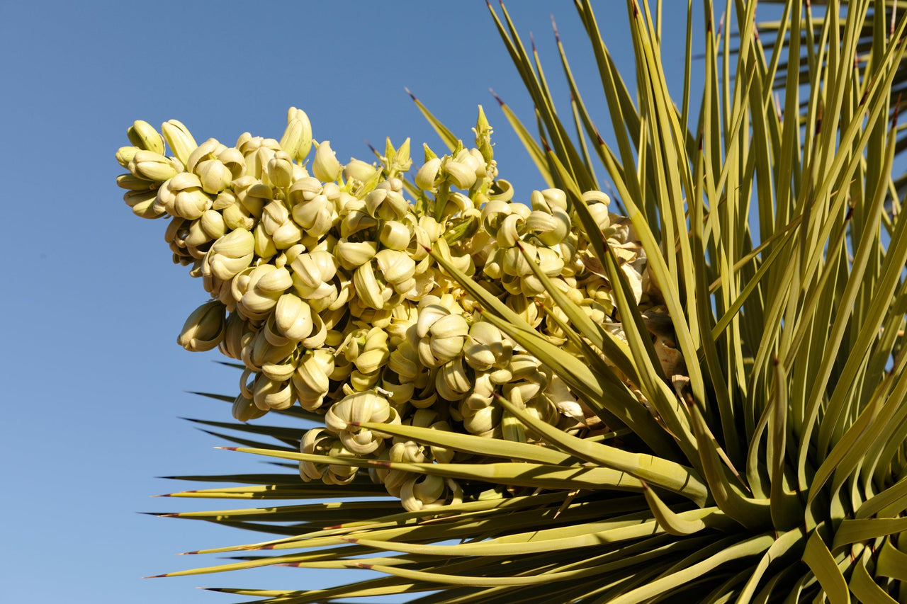 yucca plant succulent 5 JOSHUA Tree Palm Tree Yucca Brevifolia White Flowers Cactus Succulent Seeds