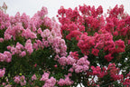 35 Light PINK CREPE MYRTLE Crape Tree Shrub Lagerstroemia Indica Flower Seeds