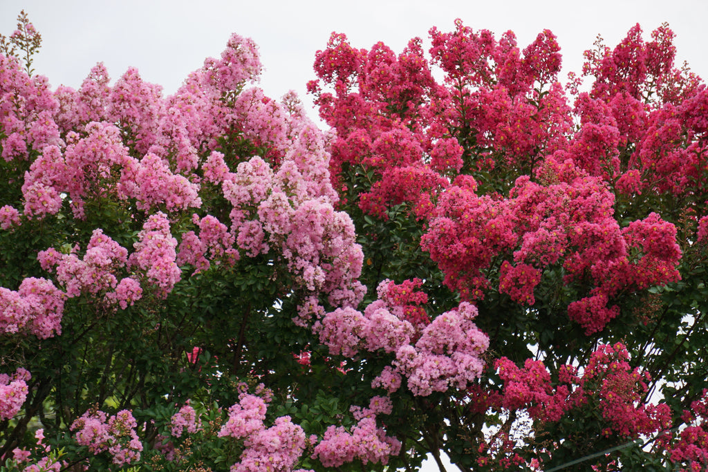 1000 Bulk CREPE MYRTLE Mixed Colors Lagerstroemia Indica Mix Tree Shrub Flower Seeds - Red, Purple, Light Pink, Dark Pink, White, & Lilac