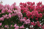 1000 Bulk CREPE MYRTLE Mixed Colors Lagerstroemia Indica Mix Tree Shrub Flower Seeds - Red, Purple, Light Pink, Dark Pink, White, & Lilac