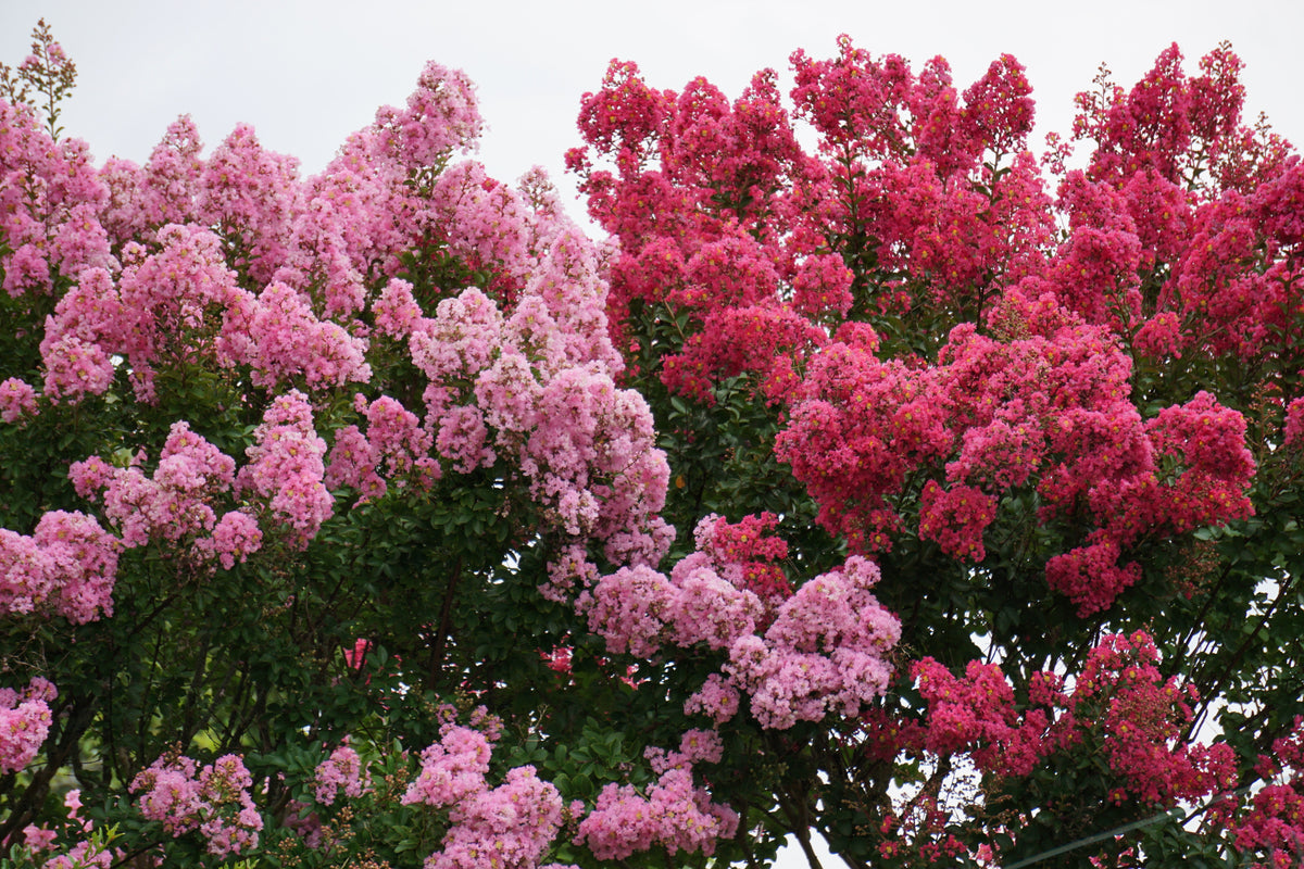 1000 Bulk CREPE MYRTLE Mixed Colors Lagerstroemia Indica Mix Tree Shrub Flower Seeds - Red, Purple, Light Pink, Dark Pink, White, & Lilac