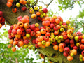 30 CLUSTER FIG Ficus Racemosa Red River Indian Guilar Tree Houseplant Seeds