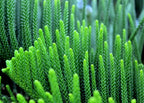 20 FRASER FIR Tree Abies Fraseri Christmas Tree Southern Balsam Fir Native Evergreen Seeds