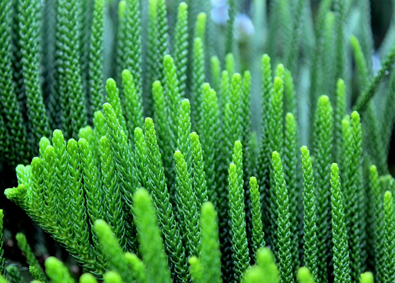 20 FRASER FIR Tree Abies Fraseri Christmas Tree Southern Balsam Fir Native Evergreen Seeds