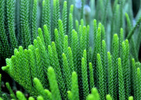 20 FRASER FIR Tree Abies Fraseri Christmas Tree Southern Balsam Fir Native Evergreen Seeds