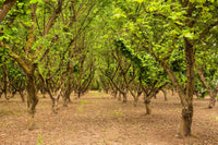 5 AMERICAN HAZELNUT TREE aka Filbert Corylus Americana Fruit Nut Seeds