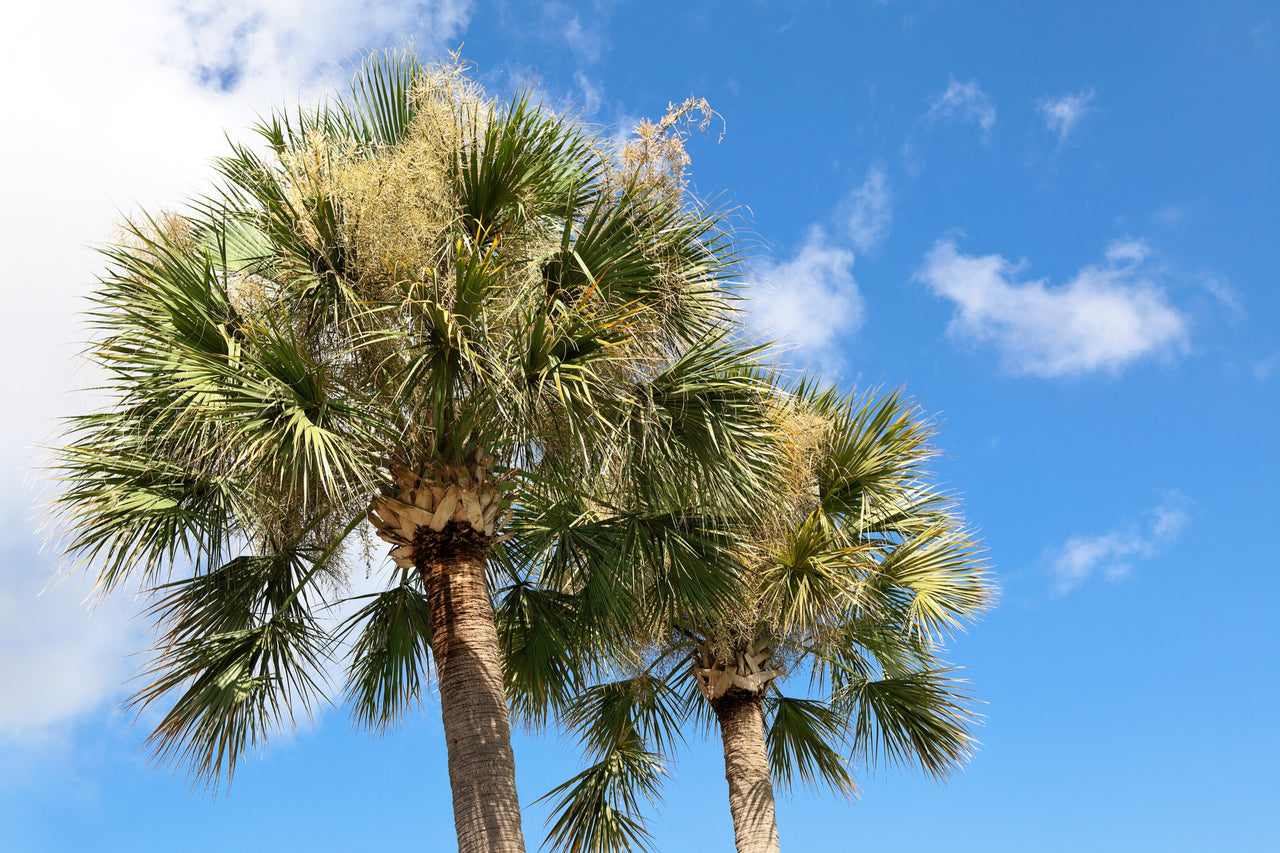 10 Hardy SABAL PALM TREE Cabbage Palmetto Flower Seeds