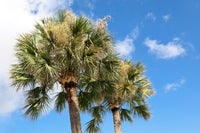 10 Hardy SABAL PALM TREE Cabbage Palmetto Flower Seeds