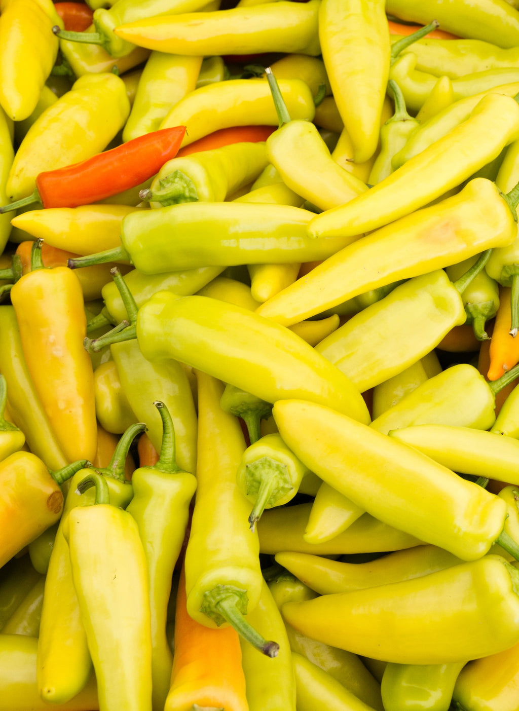 300 HUNGARIAN HOT Wax PEPPER (Hot Banana Pepper) Capsicum Annuum Vegetable Seeds