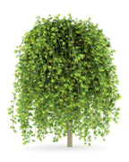 25 SIBERIAN PEASHRUB Caragana Arborescens Peatree Yellow Flower Legume Vegetable Seeds