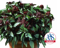 Thai 'Siam Queen' Basil Seeds